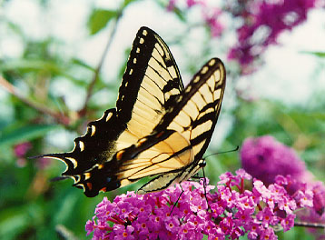 tigerswallowtail